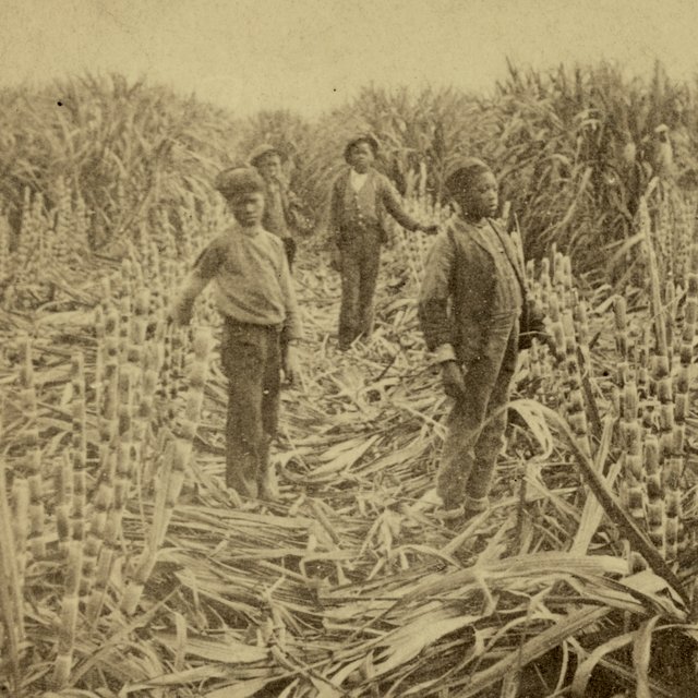 <p>sugar plantations</p>