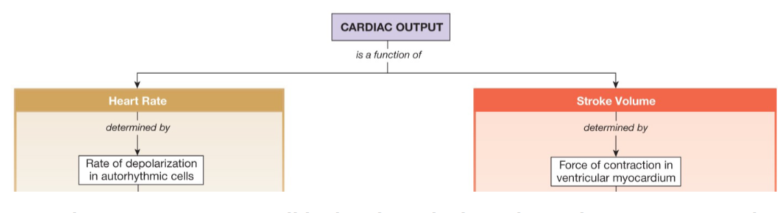 <p>Cardiac output</p>