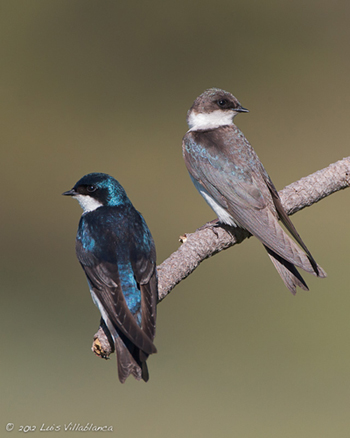 <p>M/F with bi-colored blue iridescence; dark above, white below; square tail in flight!!</p><p>Juvenile females missing blue, dark brown almost black </p><p></p>
