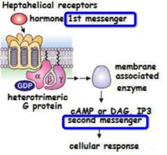 <p>- Ligand (binds to receptors)</p>