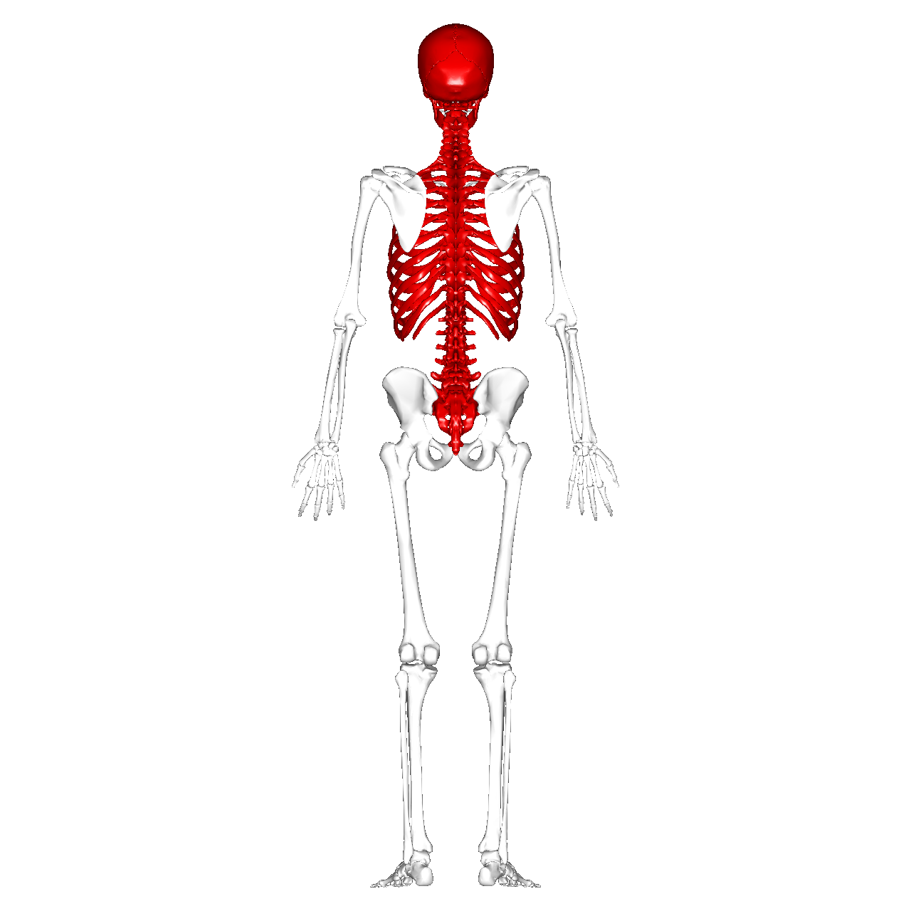 <p>Head, neck, and trunk</p>