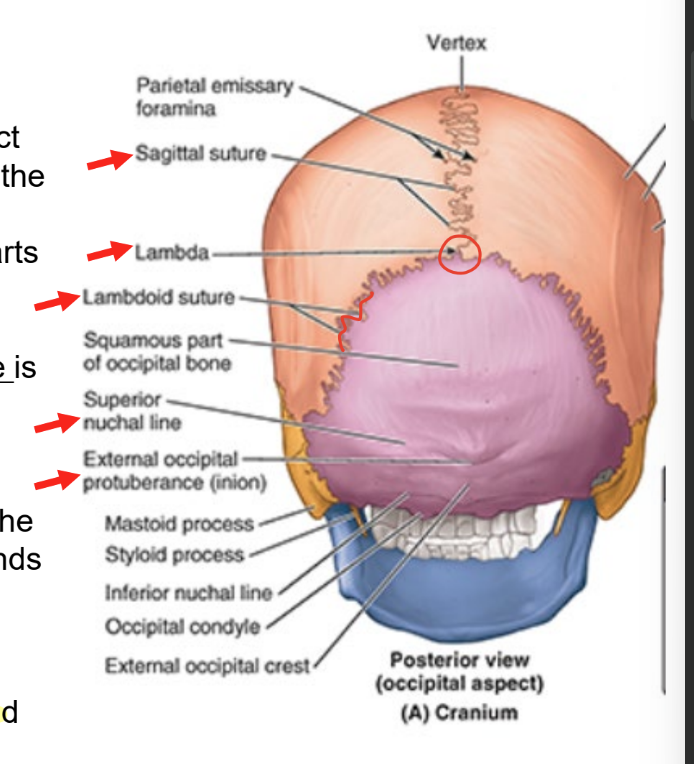 <ul><li><p>post or occipital aspect of cranium</p></li><li><p>composed of occipital bone, parts of parietal bones, mastoid parts of temporal bones</p></li><li><p>external occipital protuberance </p><ul><li><p>easily palpable in median plane</p></li></ul></li><li><p>sup. nuchal line</p><ul><li><p>marks sup. limit of neck</p></li><li><p>extends laterally from each side of external protuberance</p></li></ul></li><li><p>lambda</p><ul><li><p>jxn of lamboid & sagital sutures</p><ul><li><p>can be palpated</p></li></ul></li></ul></li></ul><p></p>