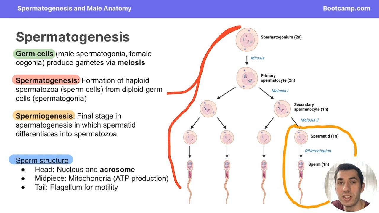 <p>a spermatogonium that has undergone mitosis and is ready to undergo spermatogenesis via meosis</p>