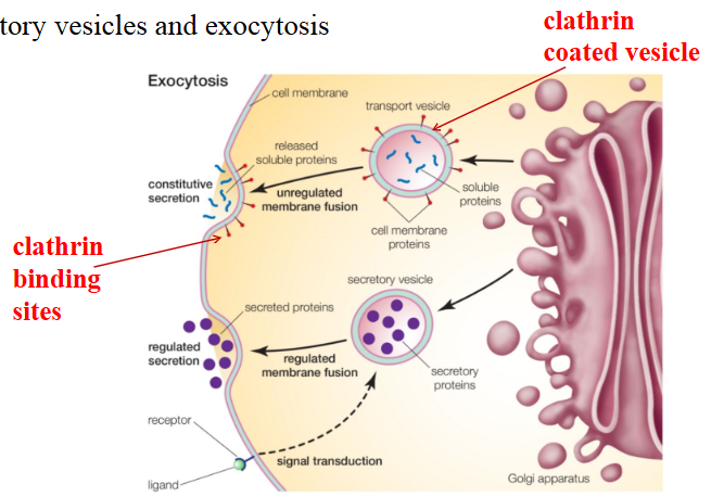 <ul><li><p>1. modifies, sorts, and dispatches proteins</p><ul><li><p>proteins destined for lysosomes, secretory vesicles, or cell surface</p></li><li><p>secretory vesicles and exocytosis</p></li><li><p><mark data-color="yellow" style="background-color: yellow; color: inherit;">lysosomes</mark>: degrade biological molecules</p></li><li><p>clathrin coated vesicles and clathrin binding sites</p></li><li><p>hormones, neurotransmitters, etc. = molecules that can be secreted from cells (<mark data-color="yellow" style="background-color: yellow; color: inherit;">exocytosis</mark>)</p></li></ul></li><li><p>2. Site of carbohydrate synthesis</p><ul><li><p>carbohydrates destined for extracellular matrix (animal cells) or cell wall (plant cells)</p></li><li><p>carbohydrates attached as side chains and/or lipids</p><ul><li><p>glycoproteins, glycolipids- molecules with sugar side chains</p></li><li><p>function of sugar side chain?</p><ul><li><p>a. protect proteins from degradation by proteases</p></li><li><p>b. used in protein recognition (ex: cell signaling)</p></li></ul></li></ul></li></ul></li></ul><p></p><p></p>