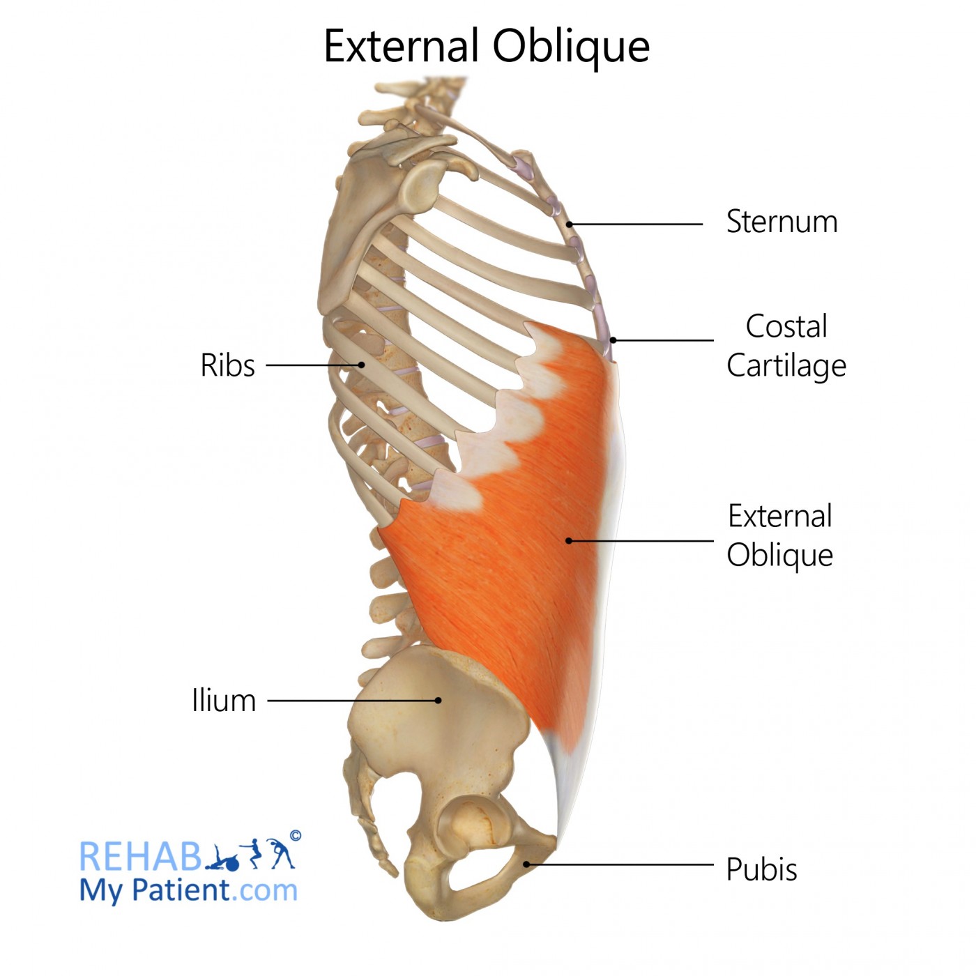<p>external oblique</p>