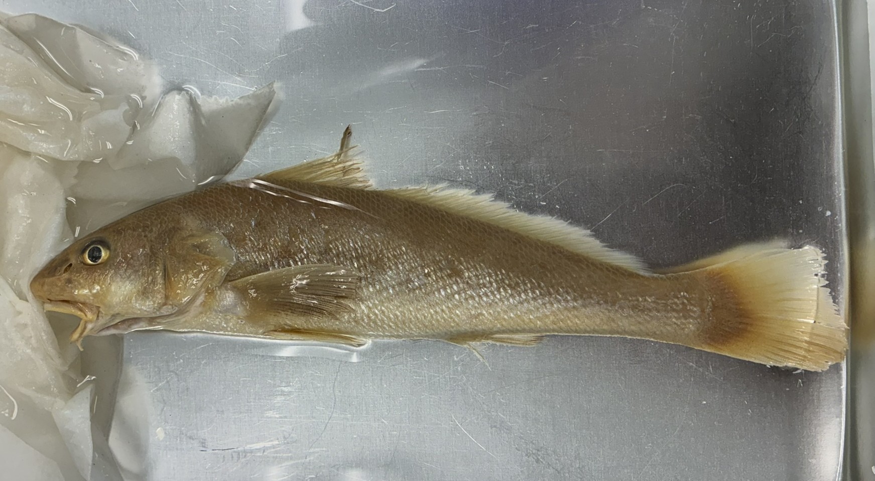 <p>Family Sciaenidae (drums and croakers) - <em>menticirrhus americanus</em></p>