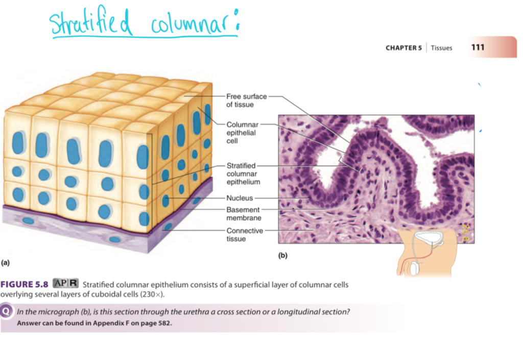 <p>Multiple layers with tall column-shaped cells on the surface</p>