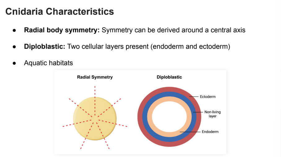 <p>Symmetry around a central axis. </p>