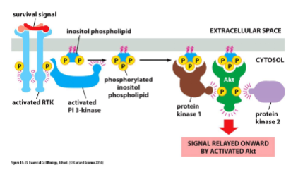 <p>RTKs also work through the phosphoinositide 3-kinase (PI 3-kinase) signaling pathway involved in cell growth and survival</p><p>• PI 3-kinase phosphorylates inositol phospholipids in the plasma membrane which then serve as docking sites for other proteins</p><p>– Same inositol phospholipid as the Phospholipase C substrate</p><p>– Converts to Phosphatidylinositol triphosphate (PIP3)</p><p>• These other proteins are recruited to the PM from</p><p>the cytosol where they can activate one another</p><p>• Example: Akt, promotes growth and survival</p>