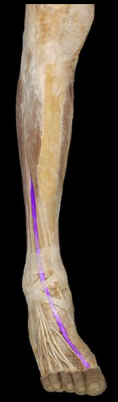 <p>Goes to the big toe</p>