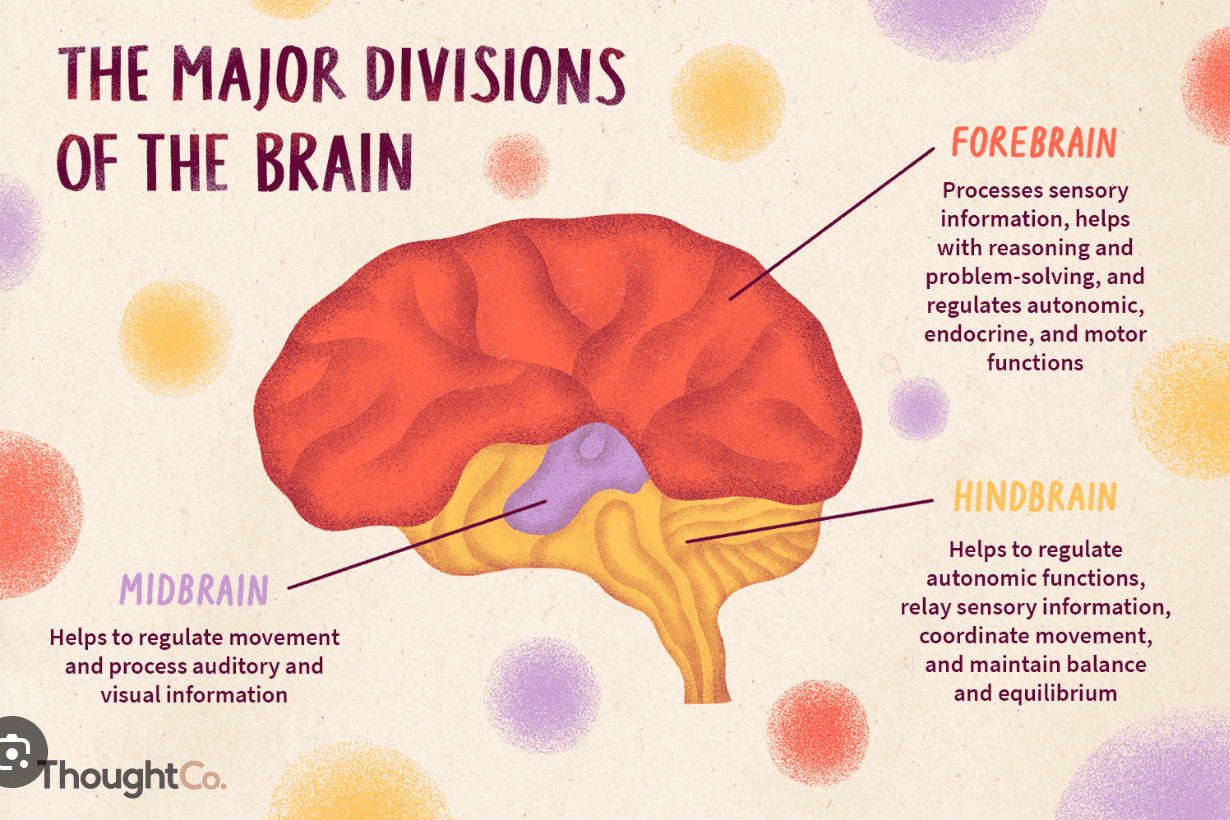 <p>forebrain</p>