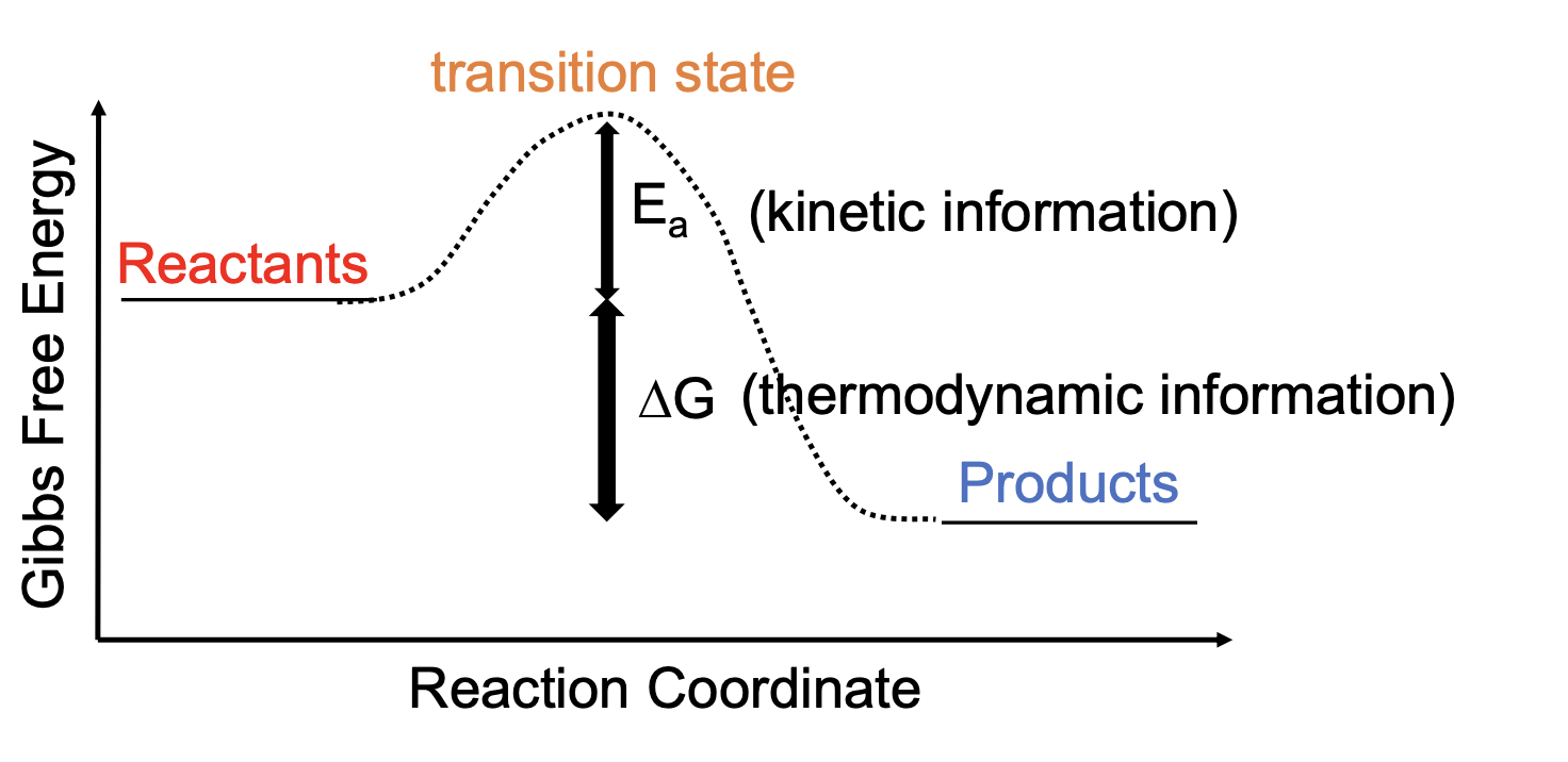 <ul><li><p>E<sub>a reverse</sub> = E<sub>a forward </sub>+ Change of G</p></li><li><p>The larger the E<sub>a</sub>, the slower the reaction</p></li><li><p>The smaller the E<sub>a</sub>, the faster the reaction</p></li></ul><p></p>