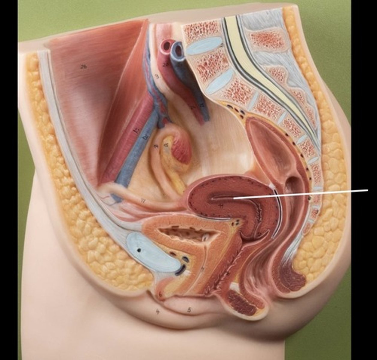 <p>Mucous membrane lining of the uterus</p>