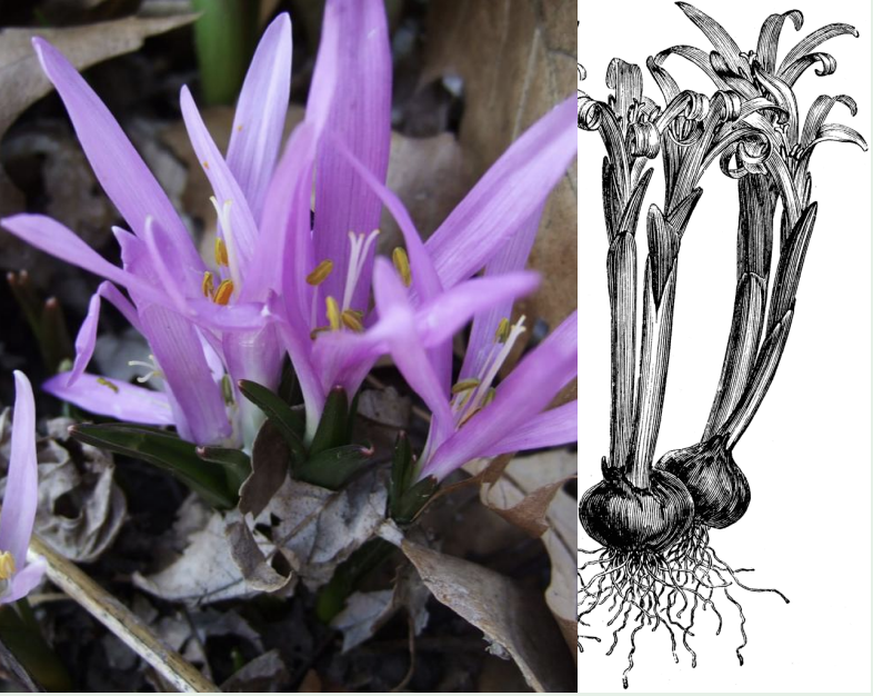 <p>very small<br>3-6 linear, blunt end leaves</p>