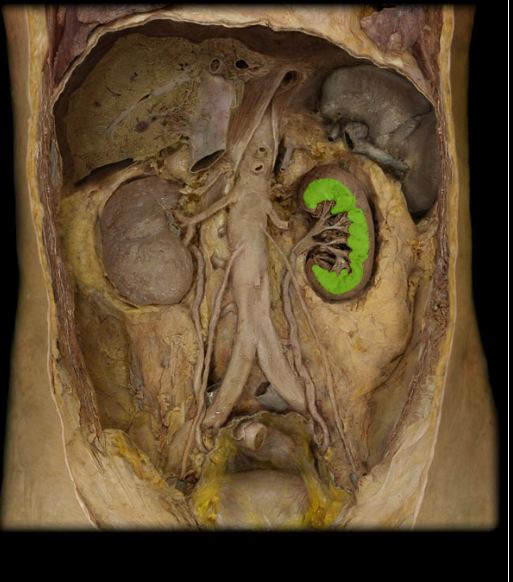 <p><span>Renal medulla</span></p>