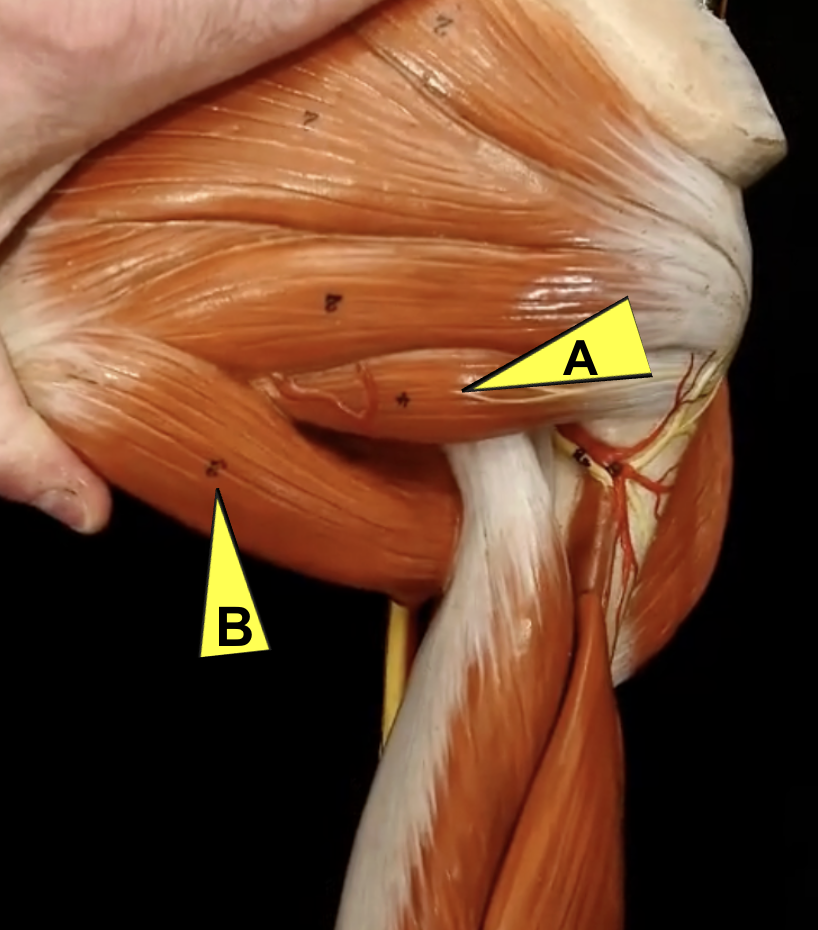 <p>Id muscles</p><p>what muscle groups do each of those belong to?</p>