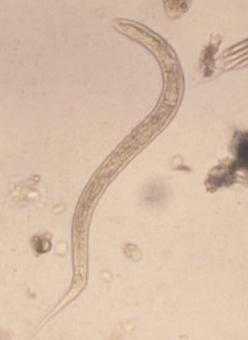 term image
