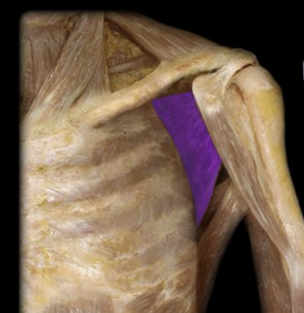 <p>What the highlighted structure is acting on the<strong> <mark data-color="#fcf9d5" style="background-color: rgb(252, 249, 213); color: inherit;">humerus rotator cuff</mark></strong>. What muscle is this called?</p>