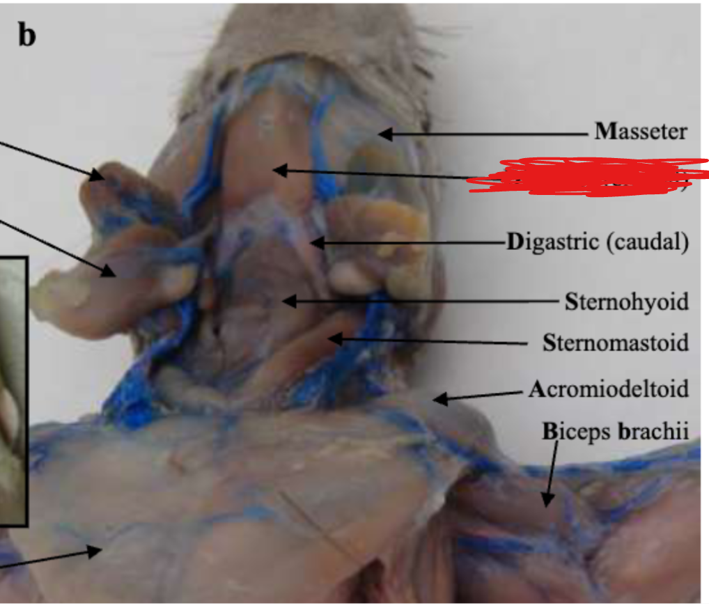 <p>Neck</p>