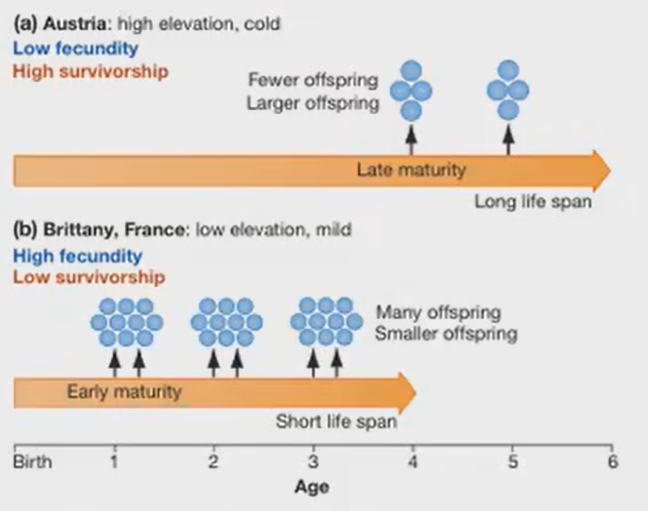 <p>Fecundity (<strong>mₓ</strong>) and Reproductive Rate (<strong>R₀</strong>)</p><ul><li><p>Age specific fecundity often <strong>increases </strong>with age </p></li></ul><p></p>