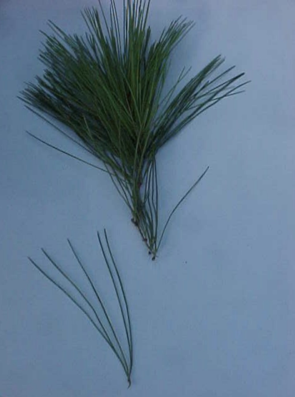 <p>What is this branch?</p>