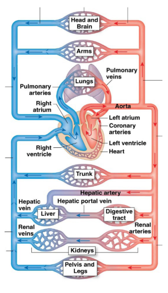 <p>Pulmonary Circuit</p>