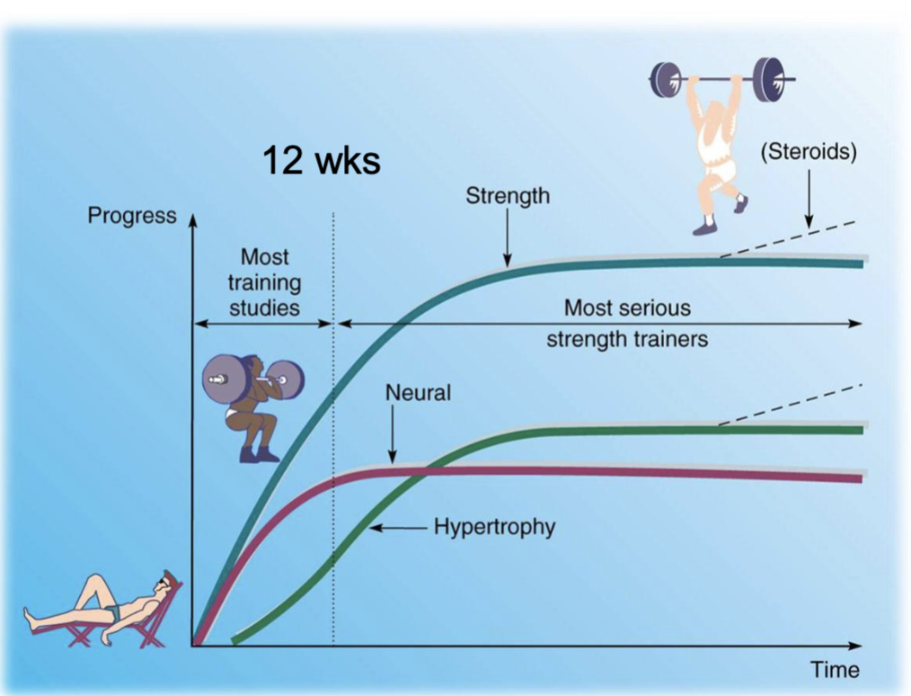 <p>early strength gains = Neural adaptations</p><ul><li><p>Occur BEFORE increases in muscle size</p></li><li><p>↑ Descending neural drive</p></li><li><p>↑ Neuromuscular junction area</p></li><li><p>↑ Total neuromuscular activation</p></li></ul><p>After ~3–4 weeks = Morphological adaptations</p><ul><li><p>Muscle size begins to increase</p></li><li><p>Hypertrophy = muscle enlargement</p></li><li><p><mark data-color="#ff4f4f" style="background-color: rgb(255, 79, 79); color: inherit;">MOST CHANGE at 10 weeks</mark></p></li></ul><p>Key: Early strength gains = neural → Later gains = hypertrophy</p>