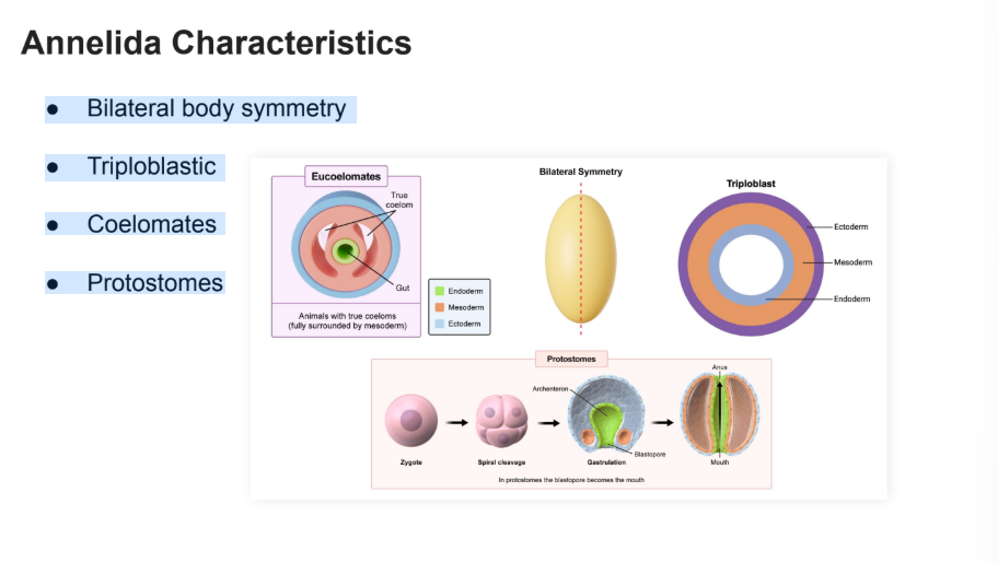 <p>● Bilateral body symmetry</p><p>● Triploblastic</p><p>● Coelomates</p><p>● Protostomes</p>