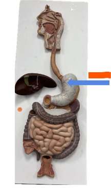 <p>What is the orange arrow?</p>