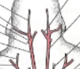 <p>Left common carotid artery</p>
