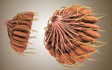 <ul><li><p><span style="color: red;">Fibrous connective tissue bands</span> that extend from dermis →pectoral fascia</p></li><li><p> <span style="color: red;">Maintain breast shape</span> and structural integrity</p></li><li><p>age or disease→ ligaments stretched or pulled causing skin dimpling</p></li></ul><p></p>
