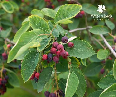 <p>Amelanchier sp.</p>
