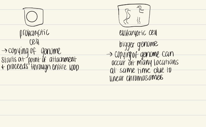 <p>Eukaryotic: bigger genome, copying of genomes can occur at many locations at the same time</p><p>Prokaryotic: smaller genome, circular shape so copying of genome can only occur in a single cycle starting at point of attachment and continuing throughout the loop</p>