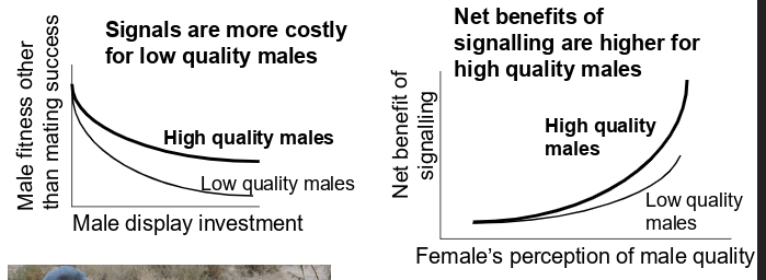 <p>-signals are more costly for low quality males</p><p>-net benefits of signalling are higher for high quality males</p>