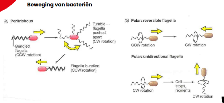 <p>- <strong>bij polair monotrich reversibel geflagelleerde bacteriën:</strong></p><ul><li><p>is de fagel ofwel reversibel ofwel unidirectioneel, bij reversibele flagellen kan de flagel zowel tegenwijzersin als wijzerin roteren</p></li><li><p>bij tegenwijzersin rotatie beweegt de bacterie zich voorwaarts, en bij tegen wijzersin rotie achterwaarts</p></li></ul><p></p><p>-<strong> bij polair monotrich unidirectioneel geflagelleerde bacteriën:</strong></p><ul><li><p>unidirectionele flagellen kunnen alleen wijzerin draaien waarbij de cel zich voorwaarts beweegt</p></li><li><p>om van richting te veranderen stopt de flagel met roteren, reorinteert de cel zich en gaat de flagel vervolgens verder roteren</p></li></ul><p></p><p>- <strong>polair lofotrich geflagelleerde bacteriën:</strong></p><ul><li><p>de flagellen werken mooi op dezelfde manier samen</p></li></ul><p></p><p><strong>- peritrich geflagelleerde bacteriën:</strong></p><ul><li><p>de flagellen leggen zich samen in één bundel en roteren tegenwijzerszin waarbij een voorwaartse beweging wordt gecreëerd</p></li><li><p>om van richting te veranderen gaan de flagellen uiteen en beginnen nu wijzersin te roteren waardoor de cel gaat tuimelen</p></li></ul><p></p>
