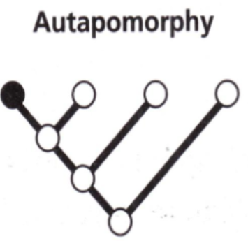<p>Autapomorphy</p>