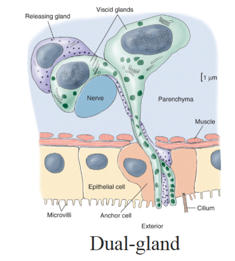 <p>removes adhesive </p>