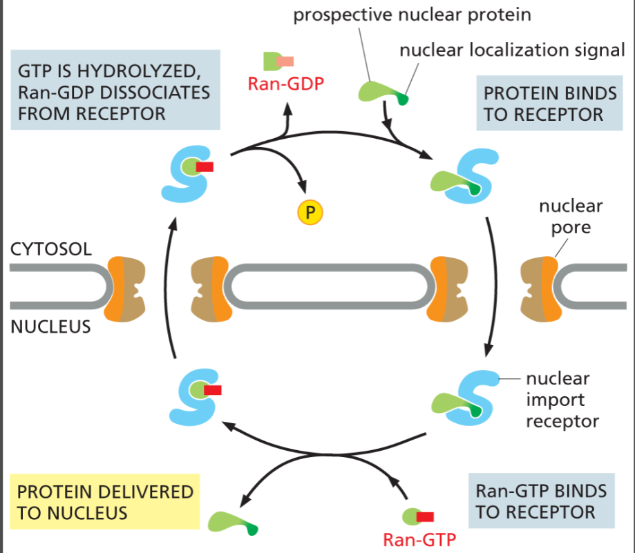 <p>a protein that regulates nuclear transport by binding GDP to the import receptor in cytosol →  importin now back in cytosol will hydrolyze GTP into GDP. GDP will dissociate easily, so now receptor protein (importin) is free to pick up another protein destined for the nucleus.</p><ul><li><p>IN HIGH CONC’N IN CYTOSOL</p></li><li><p><strong>Ran-GAP</strong> → converts Ran-GTP → Ran-GDP (in cytosol)</p></li></ul><p></p>