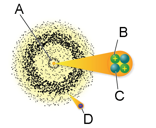 <p>What is the correct label for B?</p>