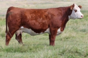 <p>Hereford</p>