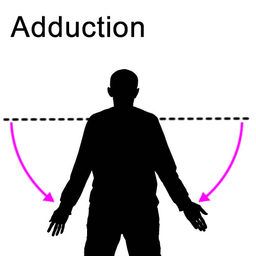 <p>movement toward the midline of the body</p>