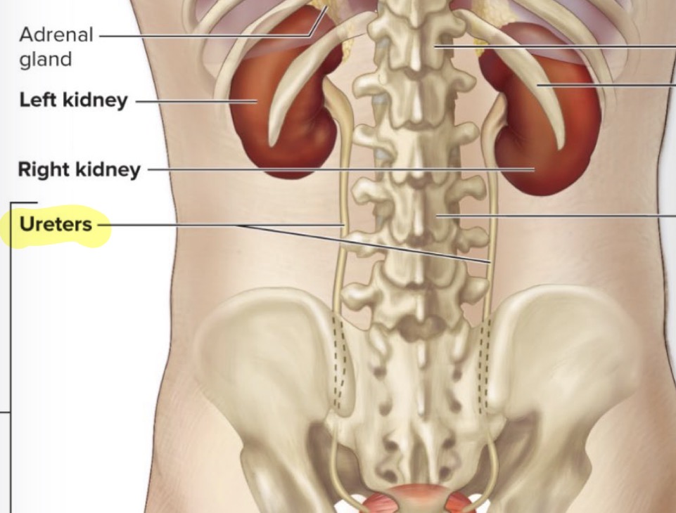 <p>Takes urine to bladder</p>