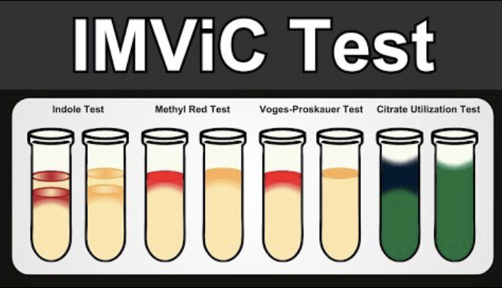 <p>Indole, Methyl red, Voges Prosakuer, Citrate Utilization</p>