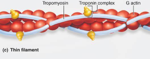 <p>A type of myofilament made of two intertwined strands. These strands are made out of the protein known as <strong>fibrous actin</strong></p><p></p><ul><li><p><strong>Fibrous actin </strong>is referred to as <strong>F</strong>-<strong>actin</strong></p></li></ul><p></p><ul><li><p>Each <strong>F</strong>-<strong>actin </strong>molecule is a string, which is made of bead-like subunits called <strong>globular actin</strong> or <strong>G</strong>-<strong>actin</strong></p></li></ul><p></p><ul><li><p>Each <strong>G</strong>-<strong>actin</strong> has an <strong>active site</strong> that binds to the <strong>heads of myosin molecules</strong> on thick filaments</p></li></ul><p></p>