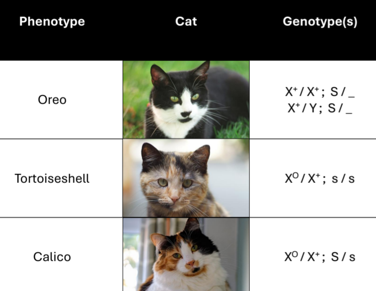 <ul><li><p>X-linked codominant genes encoding orange and black fur</p></li><li><p>Dominant autosomal gene encoding white patches</p></li></ul><p></p>
