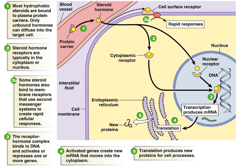 <ul><li><p><strong><mark data-color="purple" style="background-color: purple; color: inherit;">Thyroid &amp; steroid hormones</mark></strong></p></li><li><p><strong><mark data-color="purple" style="background-color: purple; color: inherit;">They activate or repress genes.</mark></strong></p></li></ul><ul><li><p><strong><mark data-color="purple" style="background-color: purple; color: inherit;">Hormone-receptor interaction → Transcription factors</mark></strong></p></li><li><p><strong><mark data-color="purple" style="background-color: purple; color: inherit;">Much slower effect than hydrophilic hormones</mark></strong> → 45 min to several days for a full effect</p></li></ul><p></p>