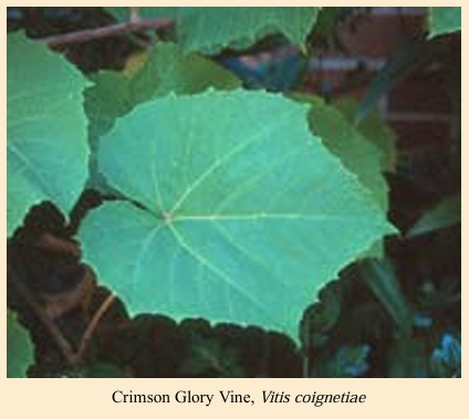 <p>having marginal teeth whose apices are perpendicular to the margin and do not point forward </p>