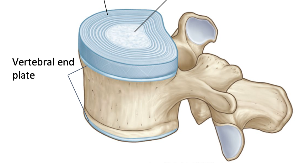 <p>Vertebral end plate</p><p></p>