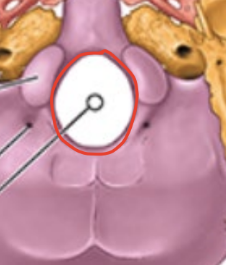 <ul><li><p>spinal cord</p></li><li><p>meninges</p></li><li><p>vertebral arteries</p></li><li><p>ant. & post. spinal arteries</p></li></ul><p></p>