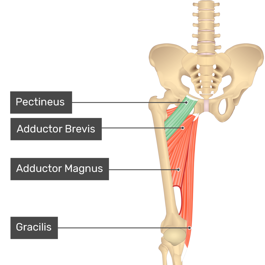 <p>Proximal Attachment (O): Superior ramus of pubis</p><p>Distal Attachment (I): Pectineal line of femur, just inferior to lesser trochanter</p><p>Nerve: Femoral nerve (L2, L3); may receive a branch from obturator nerve</p><p>Action: Adducts and slightly flexes hip joint; assists with lateral rotation</p>